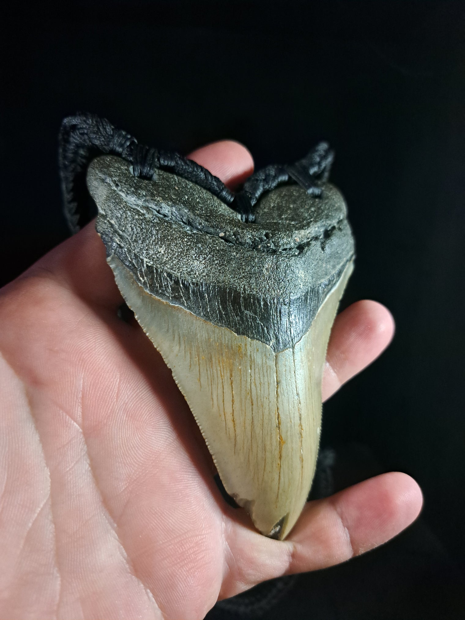 Megalodon Tooth Fossil - XL