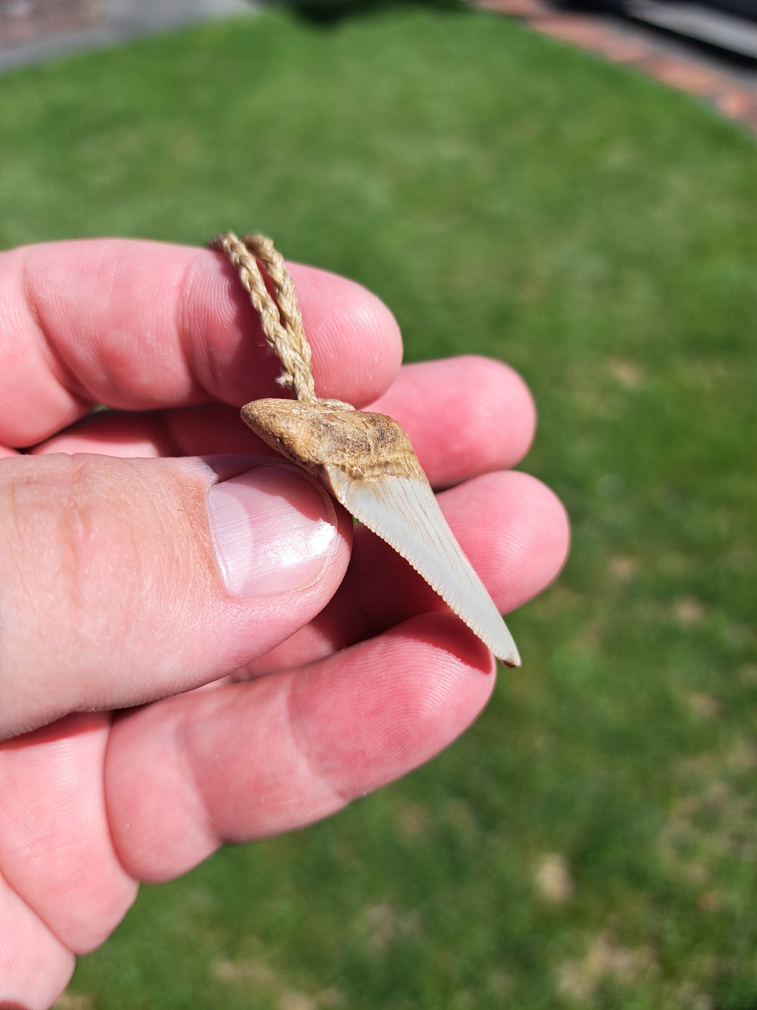 Megalodon Tooth Fossil - Sml
