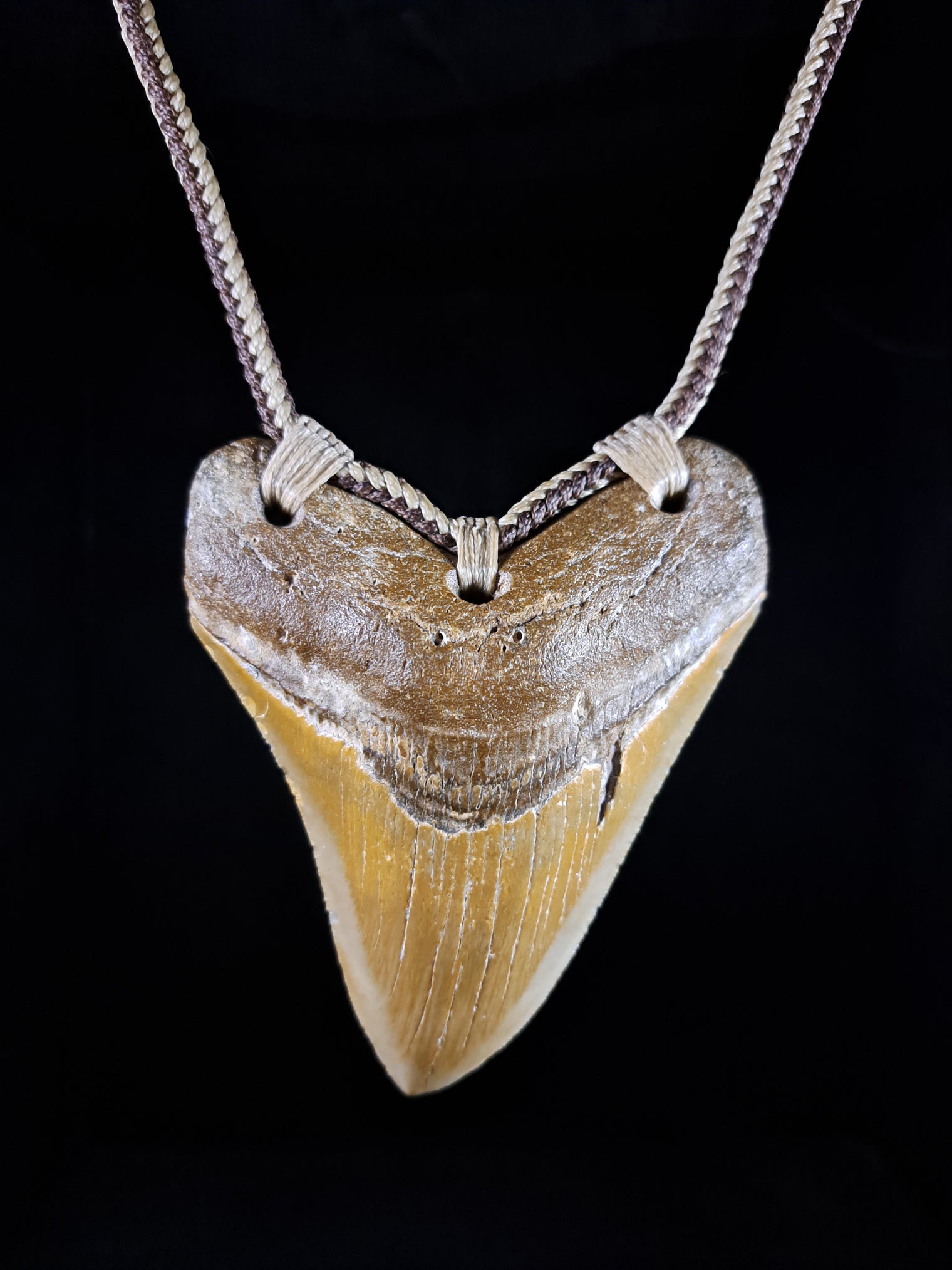 Megalodon Tooth Fossil - Lrg
