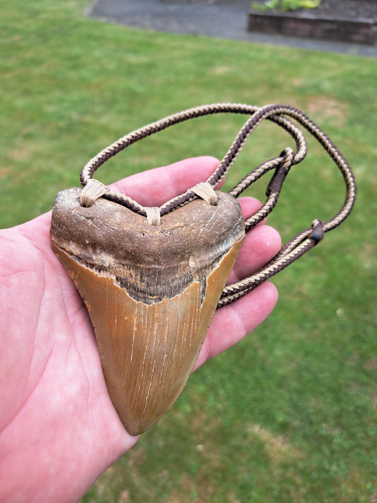 Megalodon Tooth Fossil - Lrg