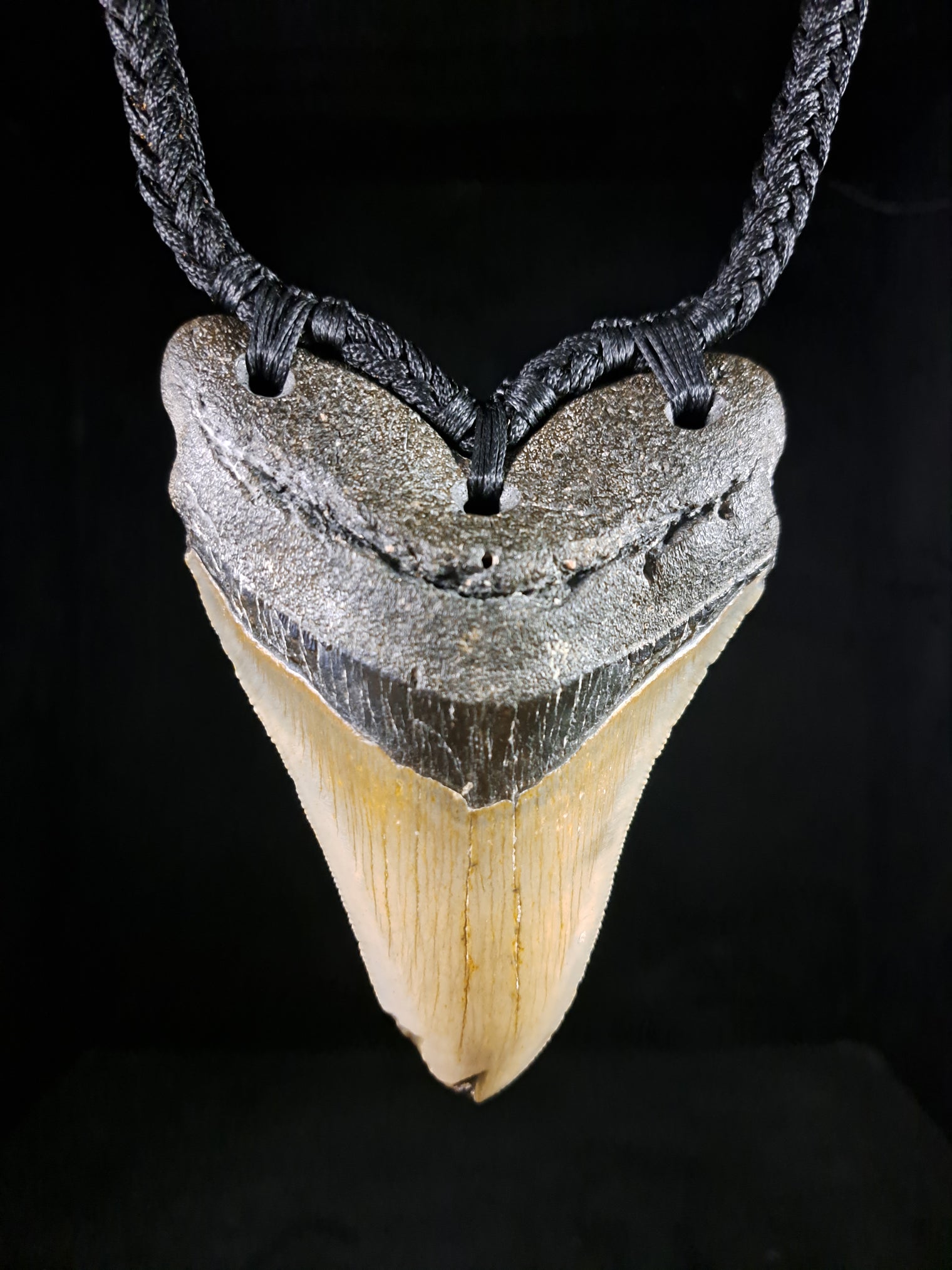 Megalodon Tooth Fossil - XL