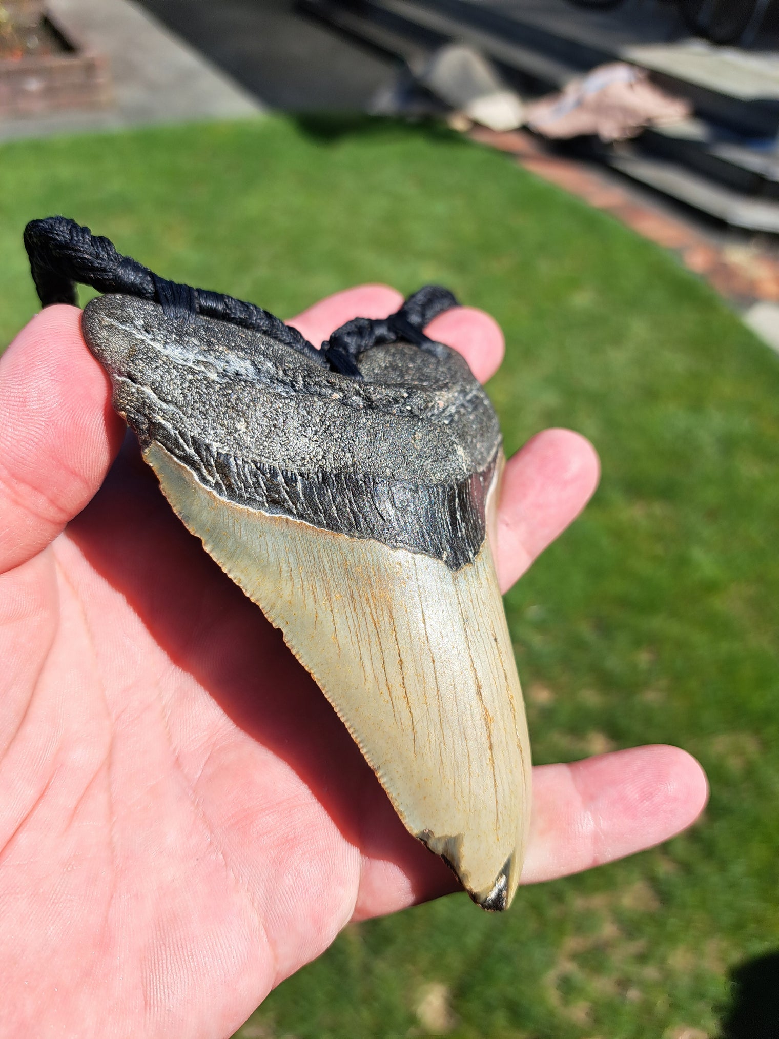 Megalodon Tooth Fossil - XL