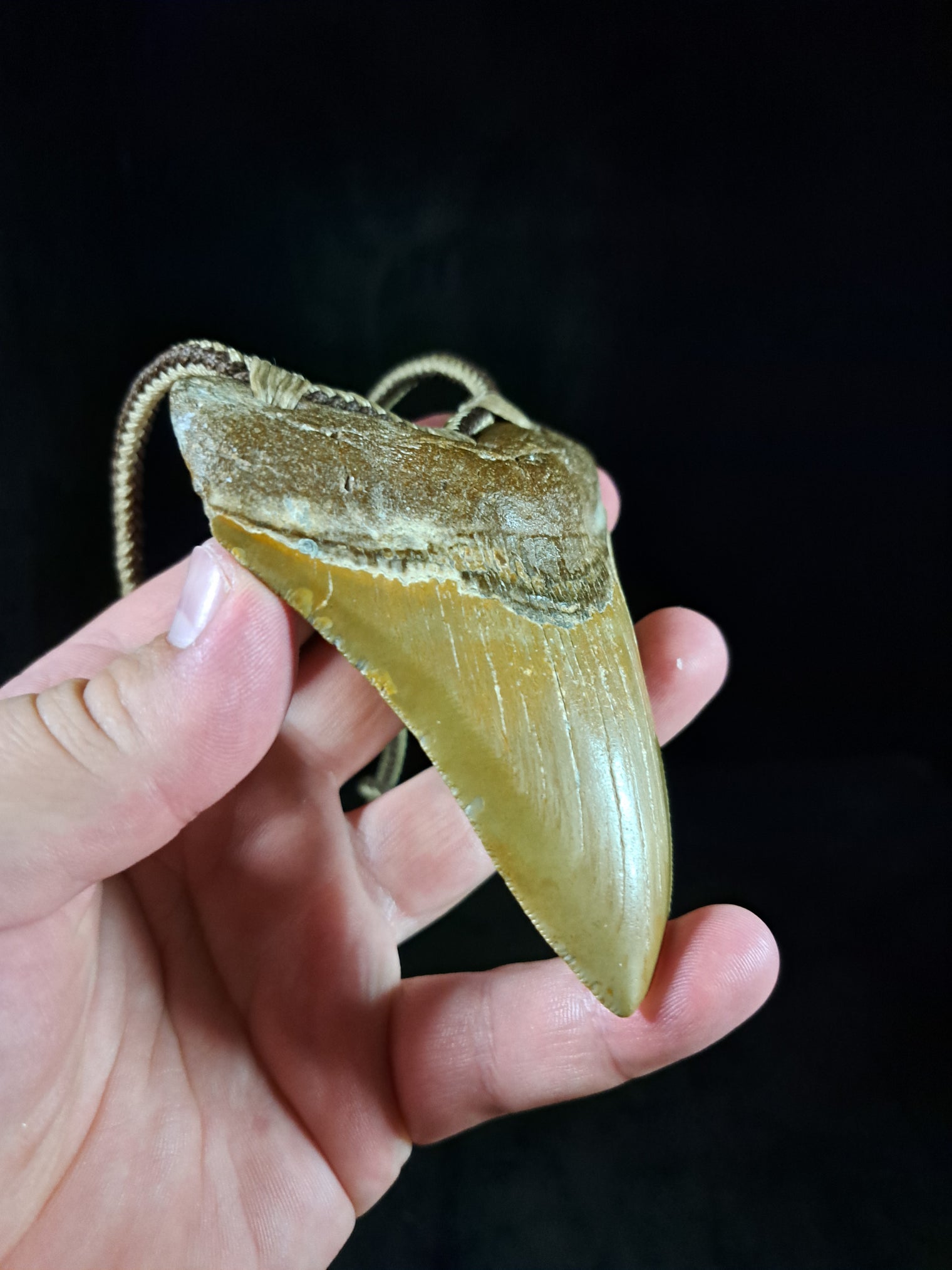 Megalodon Tooth Fossil - Lrg
