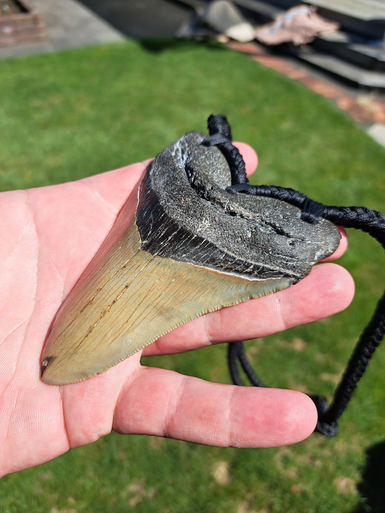 Megalodon Tooth Fossil - XL