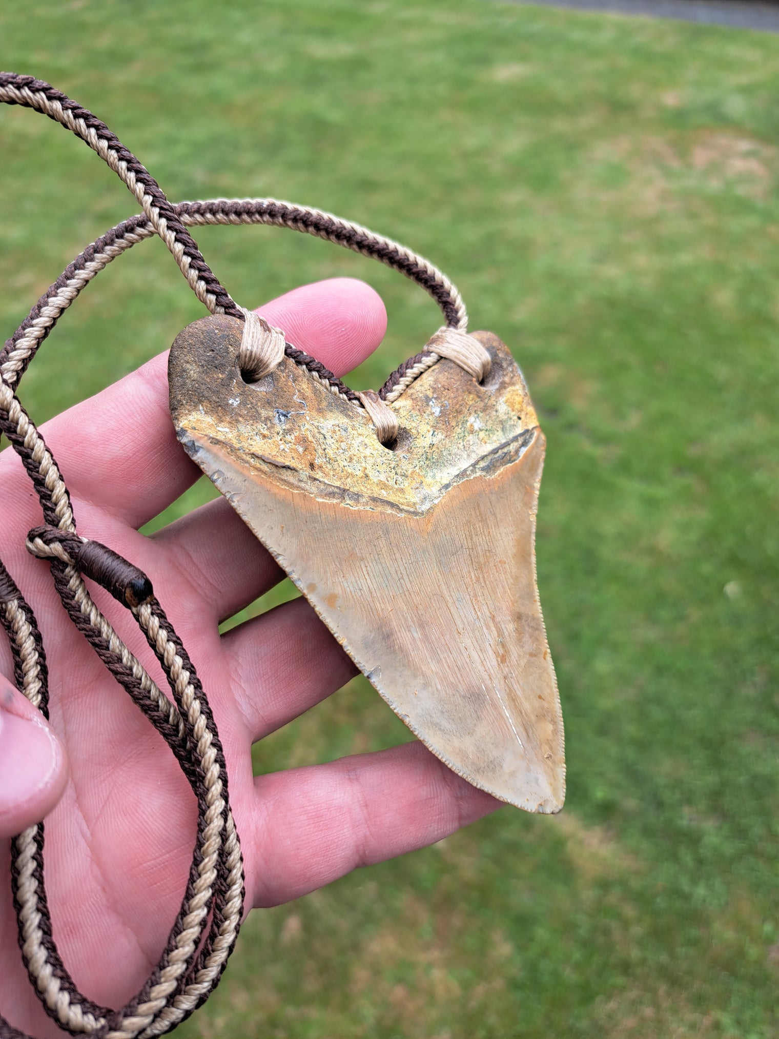 Megalodon Tooth Fossil - Lrg
