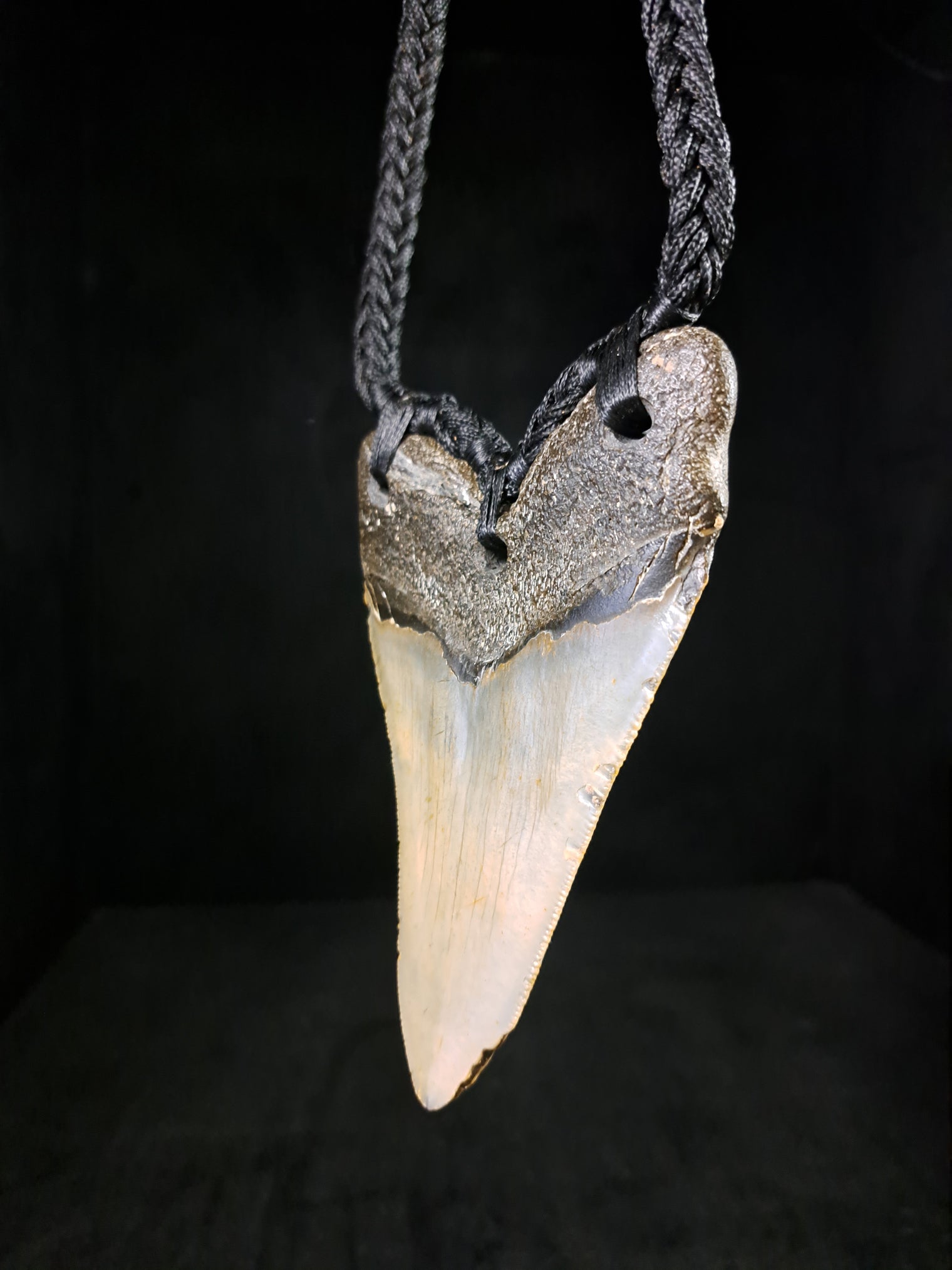 Megalodon Tooth Fossil - XL