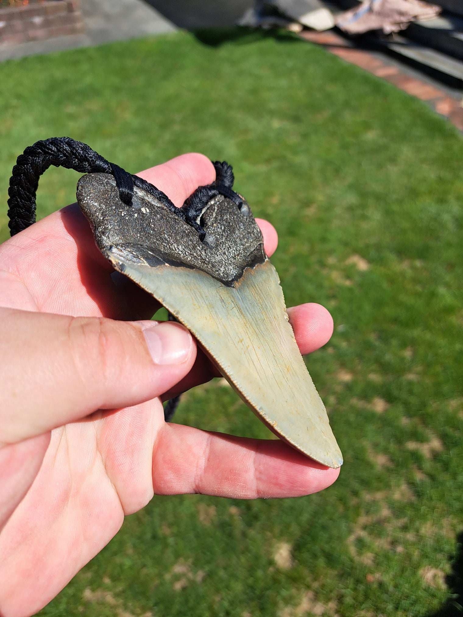 Megalodon Tooth Fossil - XL