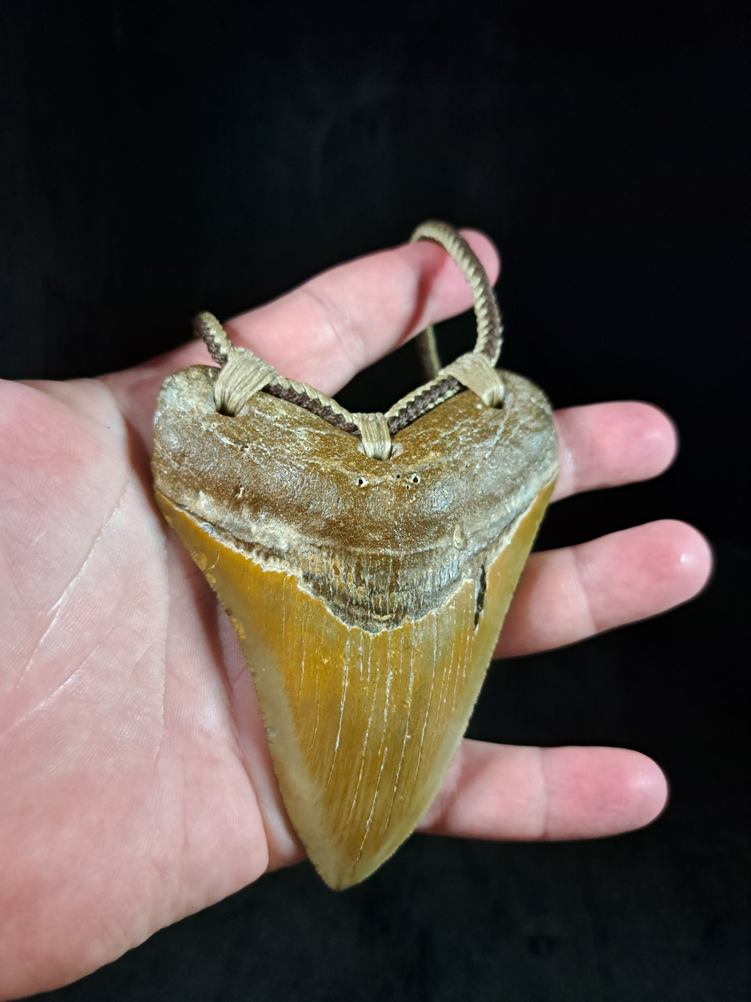 Megalodon Tooth Fossil - Lrg