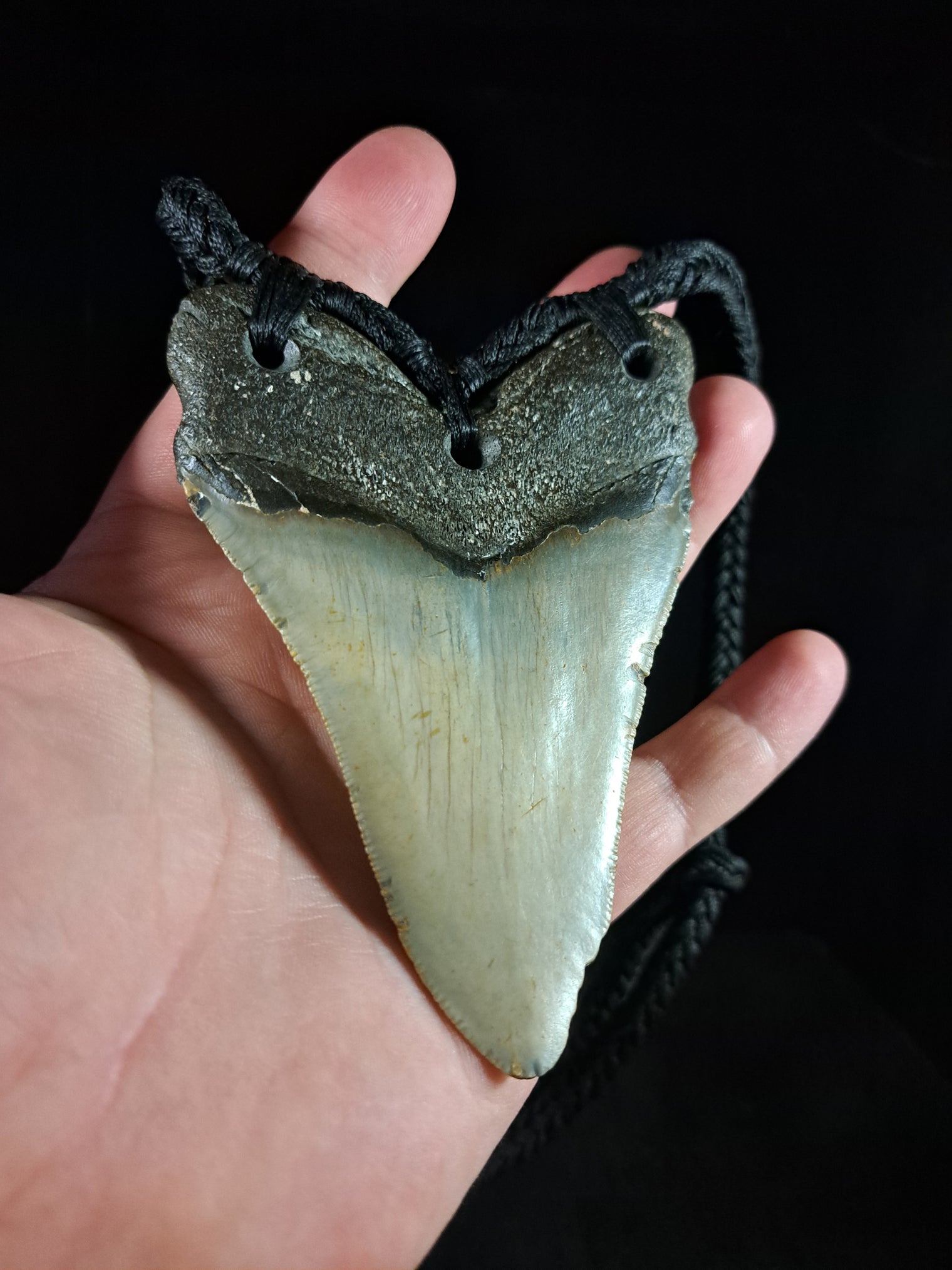 Megalodon Tooth Fossil - XL
