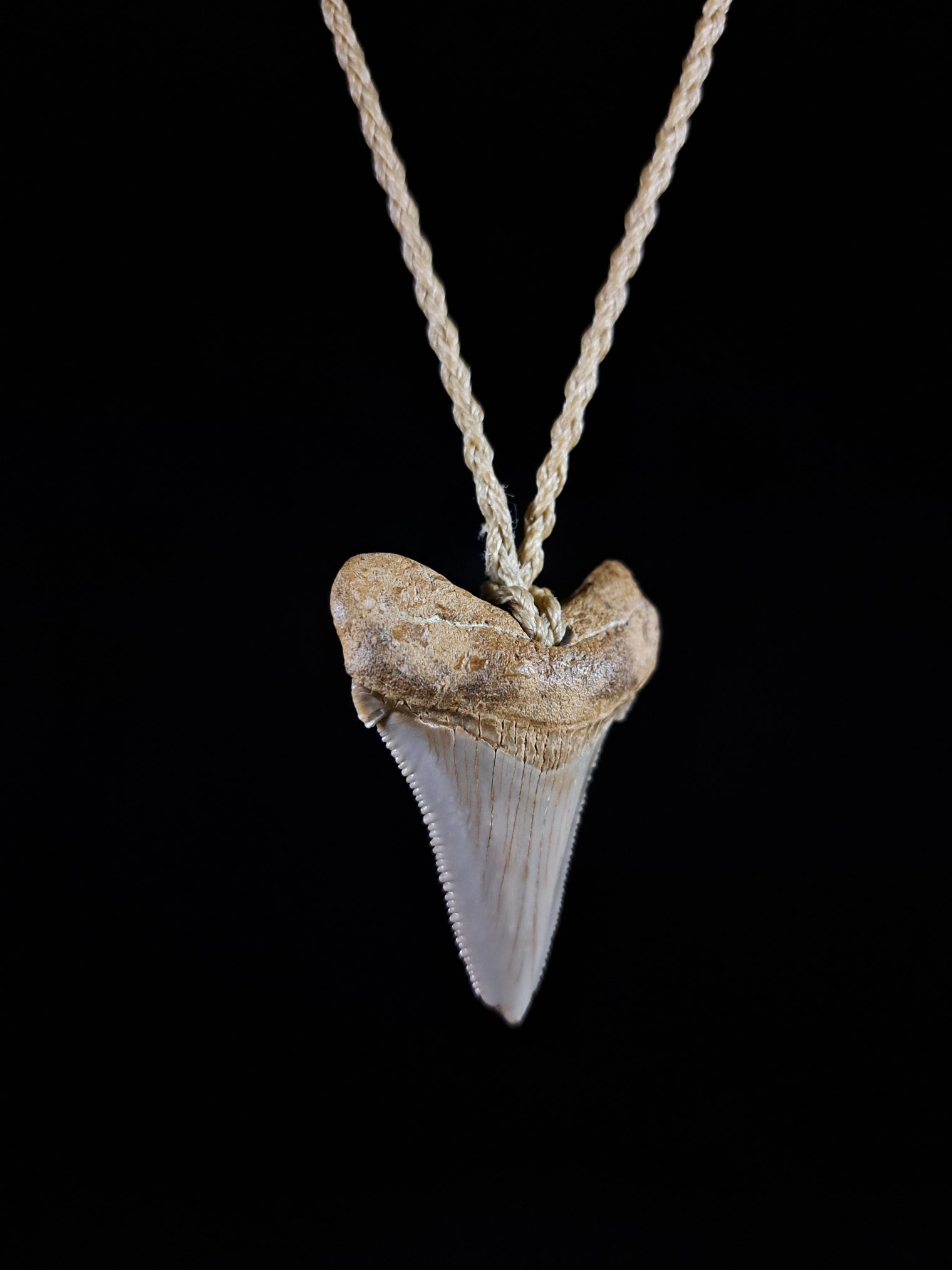 Megalodon Tooth Fossil - Sml