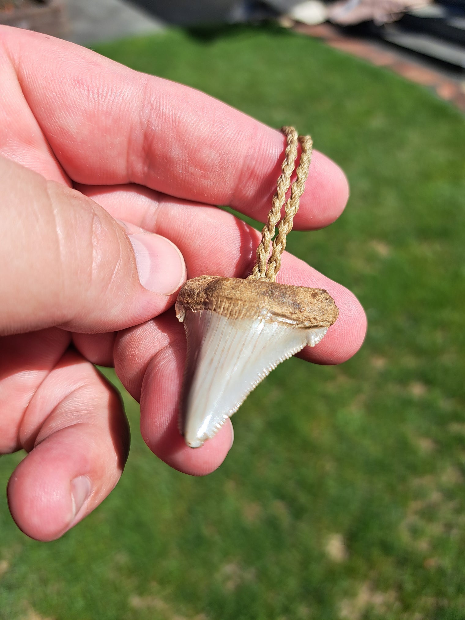 Megalodon Tooth Fossil - Sml