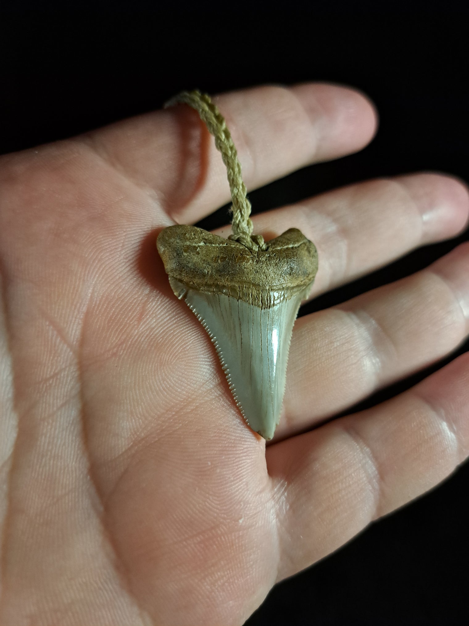 Megalodon Tooth Fossil - Sml