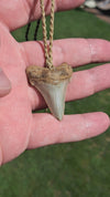 Megalodon Tooth Fossil - Sml