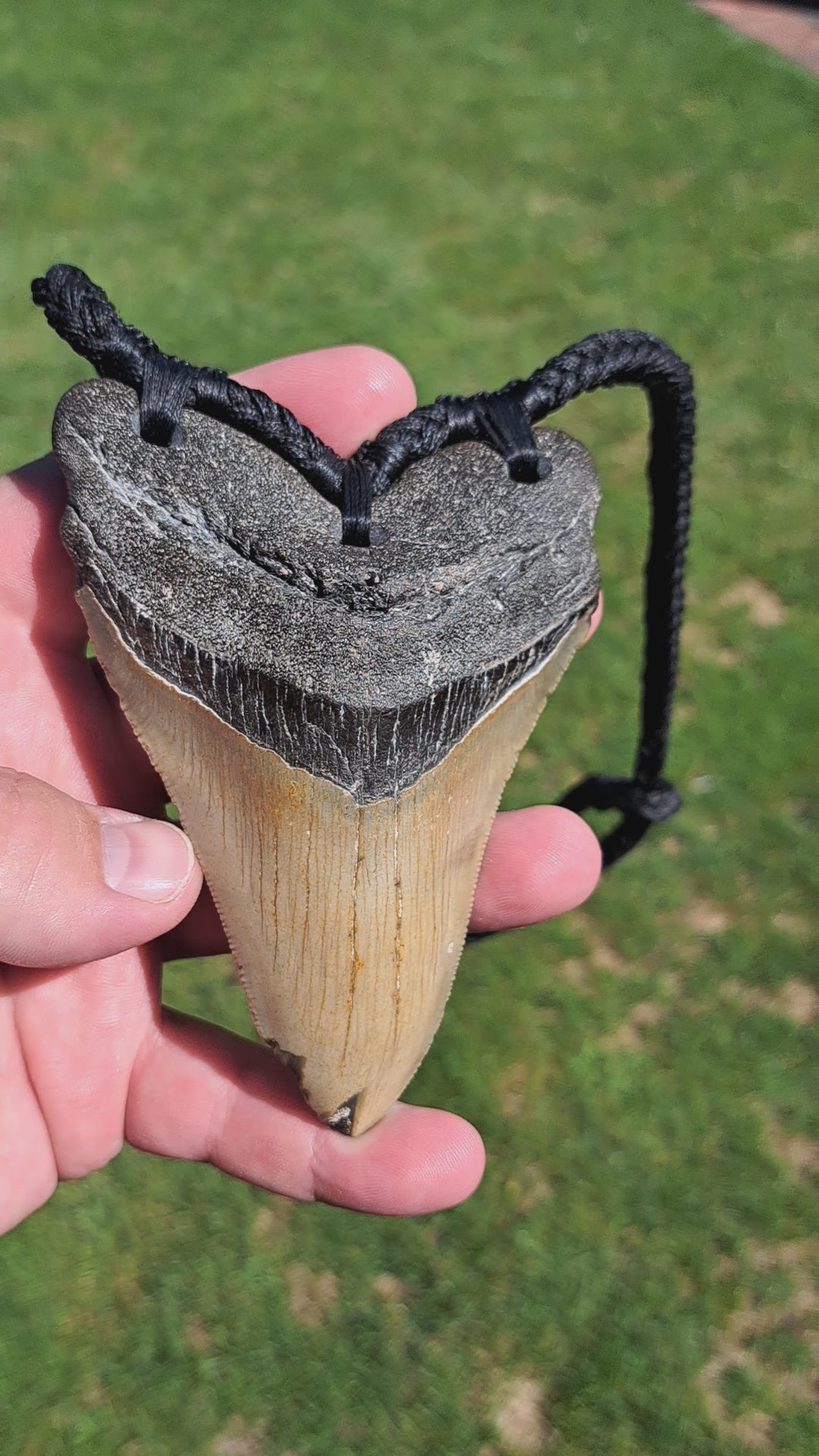 Megalodon Tooth Fossil - XL