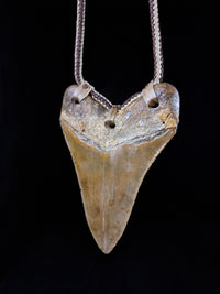 Megalodon Tooth Fossil - Lrg