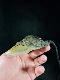 Megalodon Tooth Fossil - XL