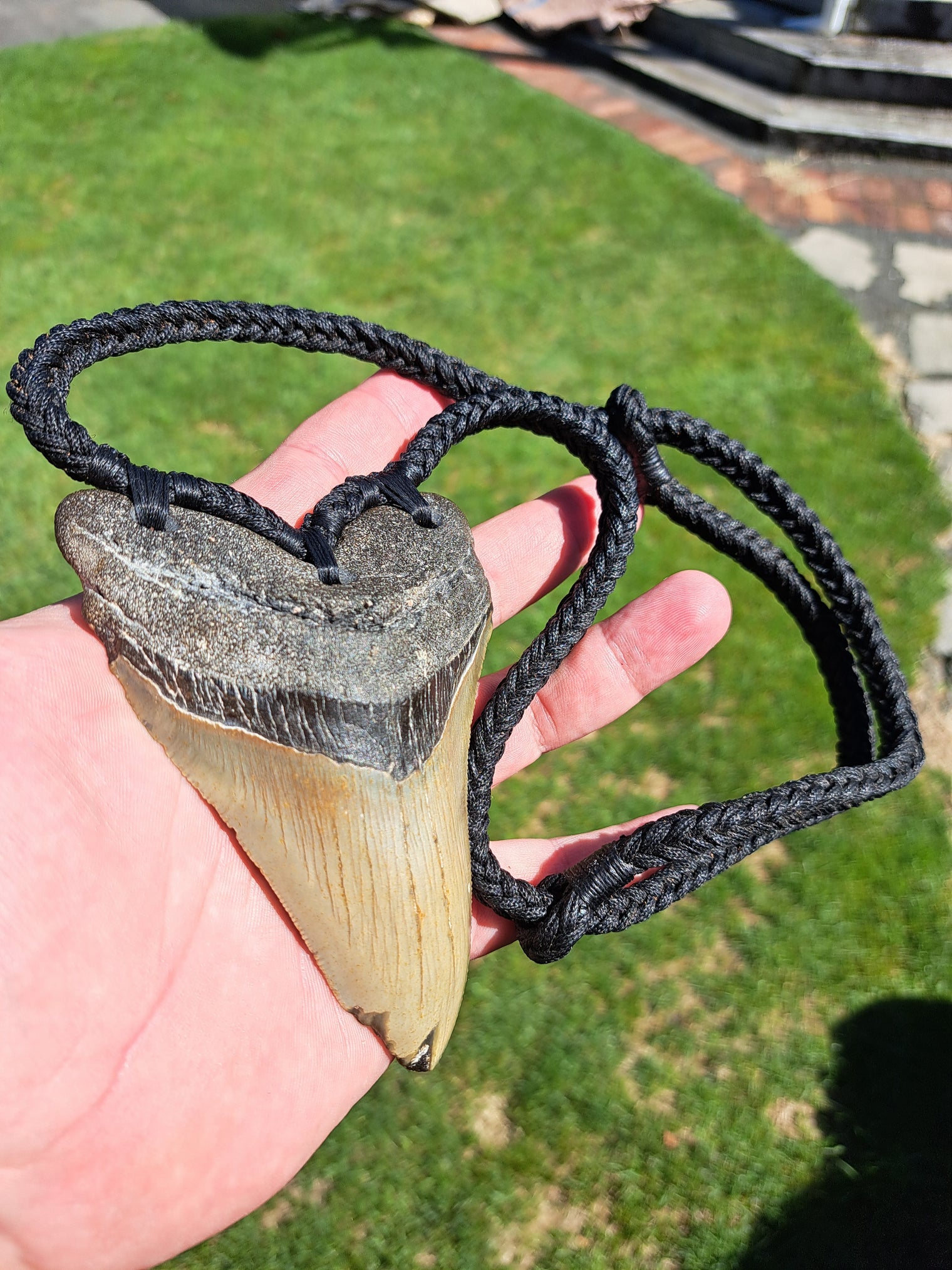 Megalodon Tooth Fossil - XL