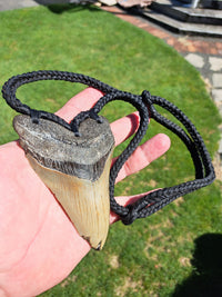 Megalodon Tooth Fossil - XL