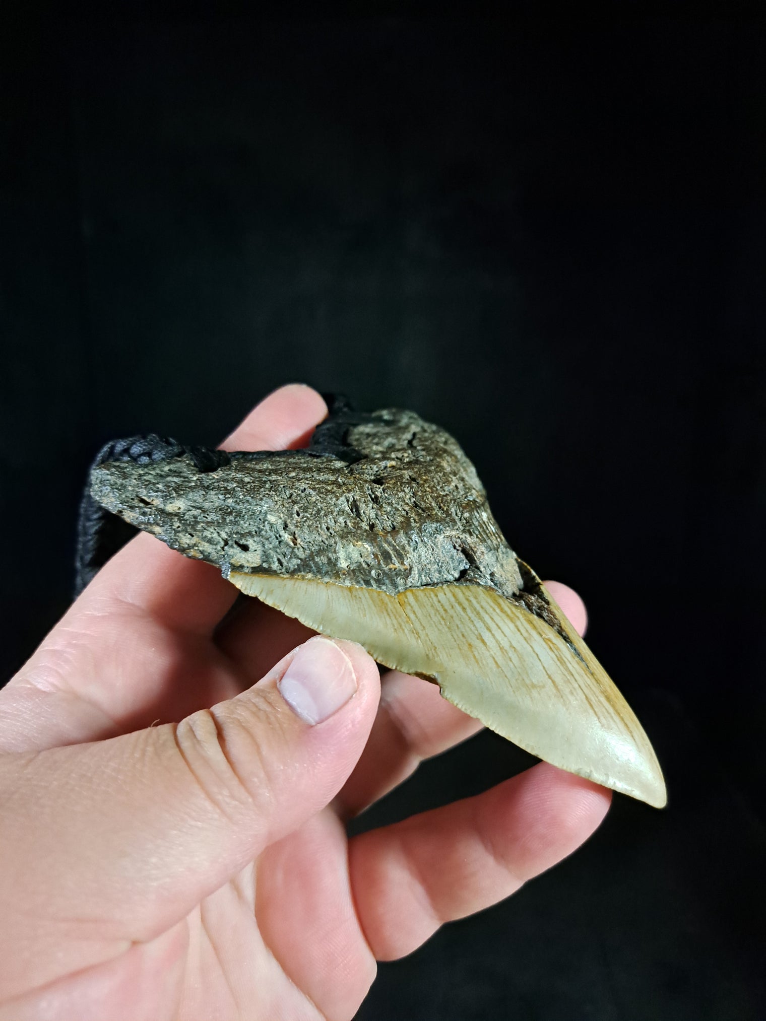 Megalodon Tooth Fossil - XL