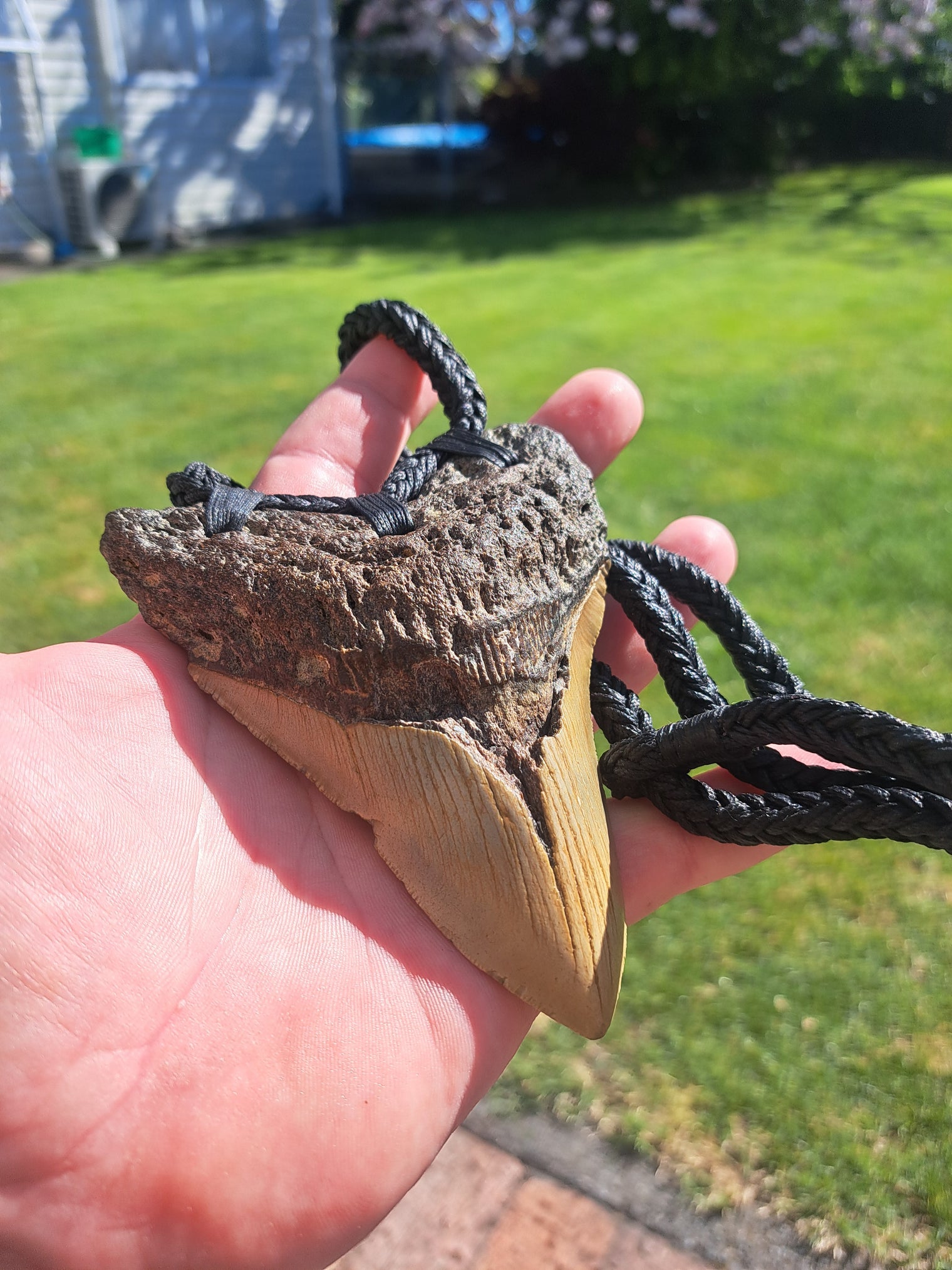 Megalodon Tooth Fossil - XL