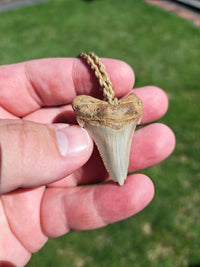 Megalodon Tooth Fossil - Sml