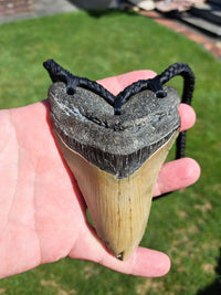 Megalodon Tooth Fossil - XL
