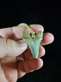 Megalodon Tooth Fossil - Sml
