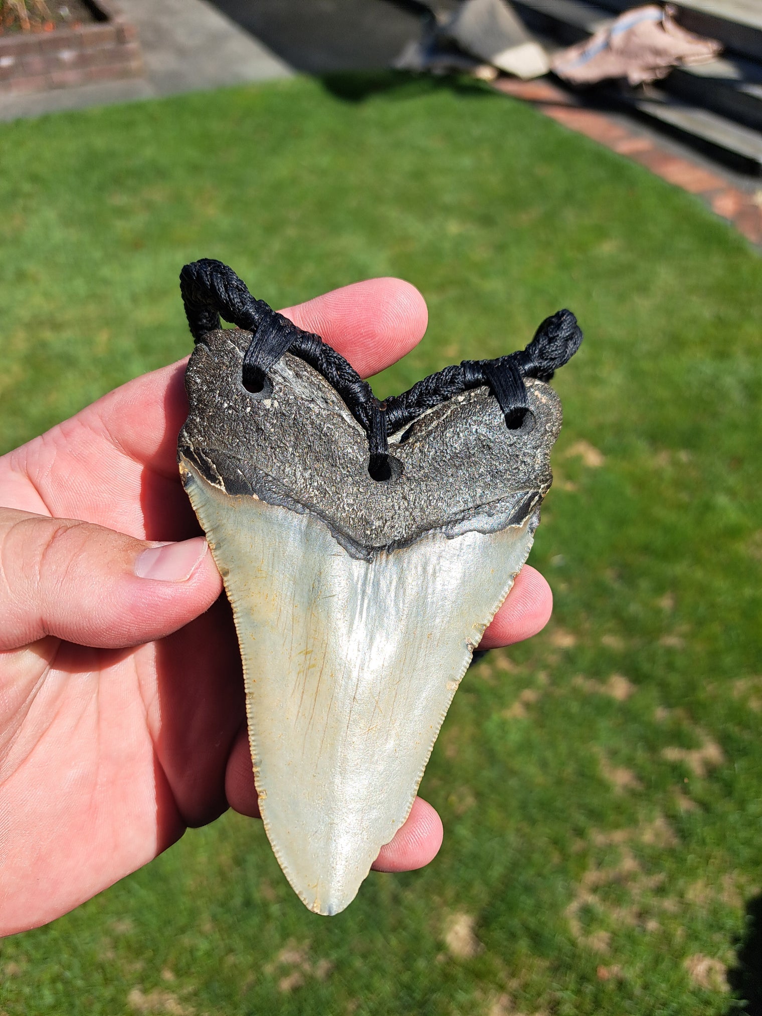Megalodon Tooth Fossil - XL