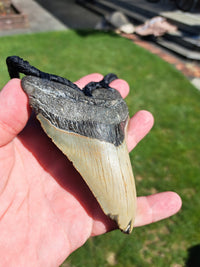 Megalodon Tooth Fossil - XL