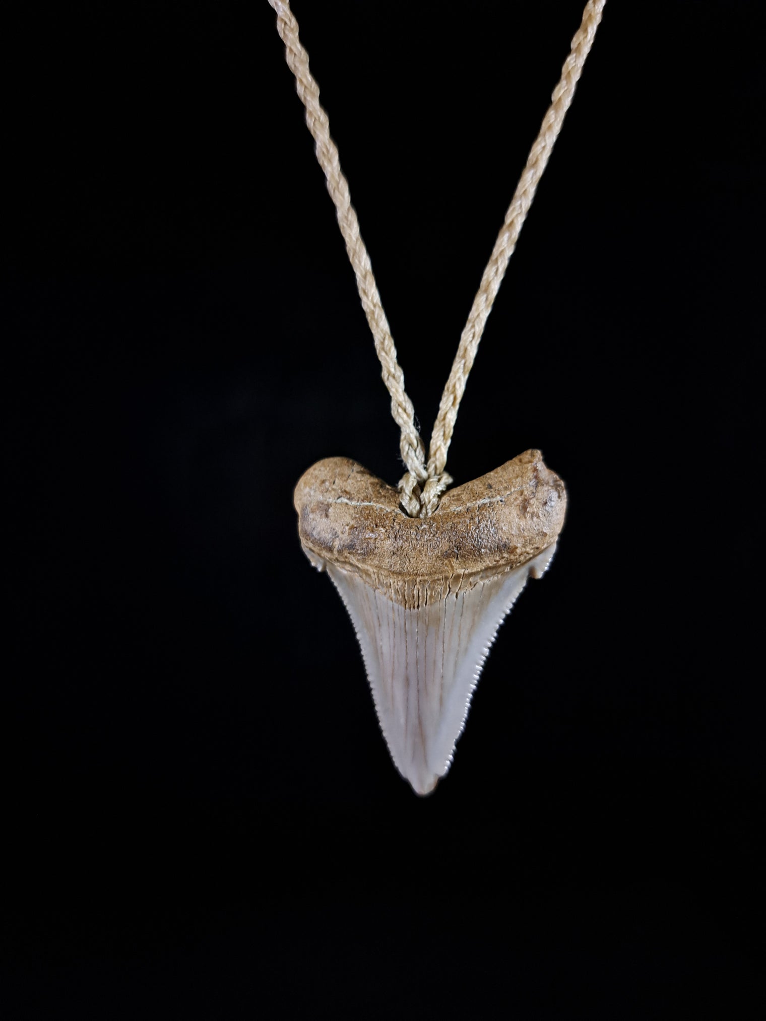 Megalodon Tooth Fossil - Sml