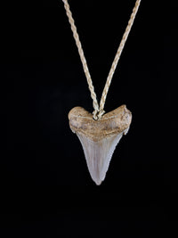 Megalodon Tooth Fossil - Sml