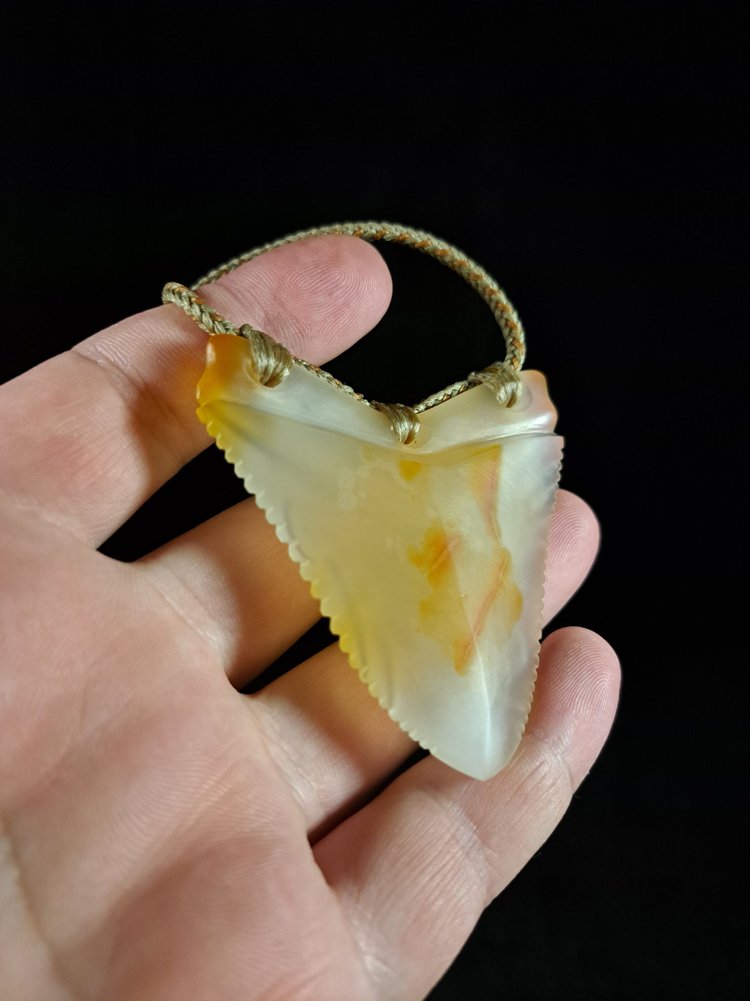 Megalodon Tooth - Puhoro - Carnelian