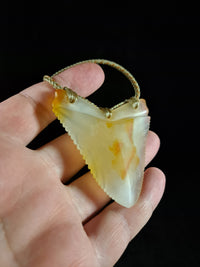 Megalodon Tooth - Puhoro - Carnelian