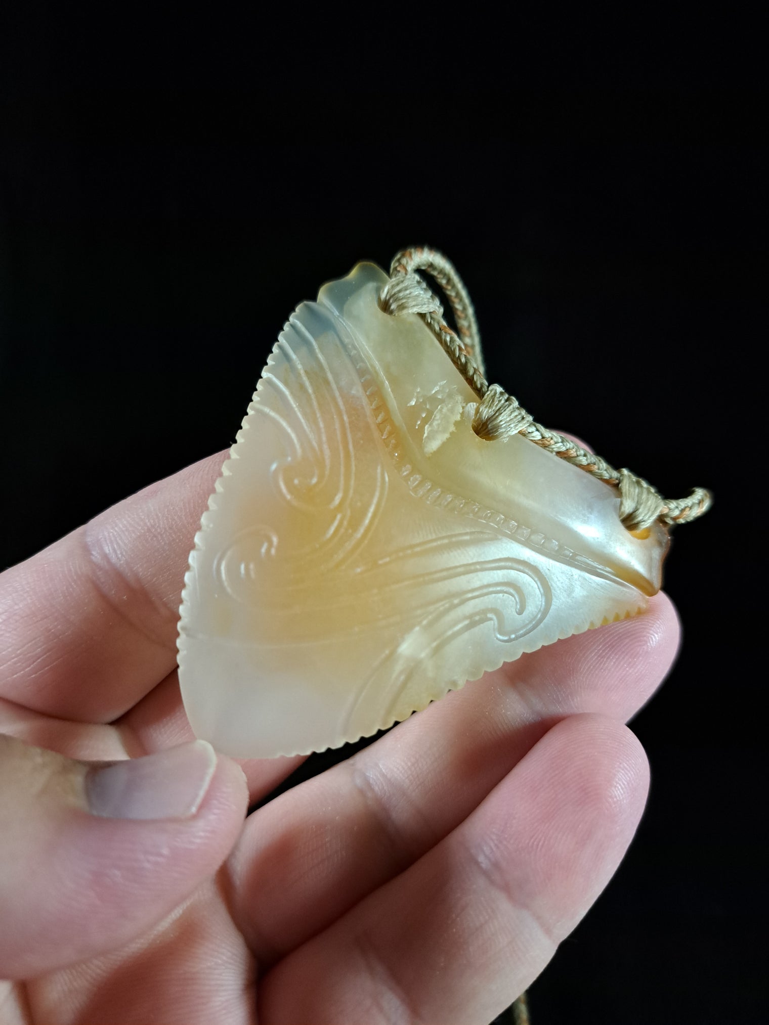 Megalodon Tooth - Puhoro - Carnelian