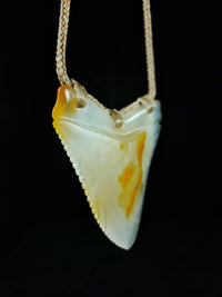 Megalodon Tooth - Puhoro - Carnelian