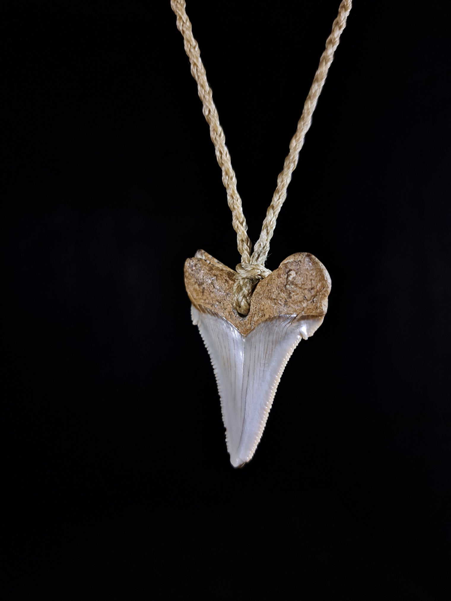 Megalodon Tooth Fossil - Sml