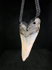 Megalodon Tooth Fossil - XL