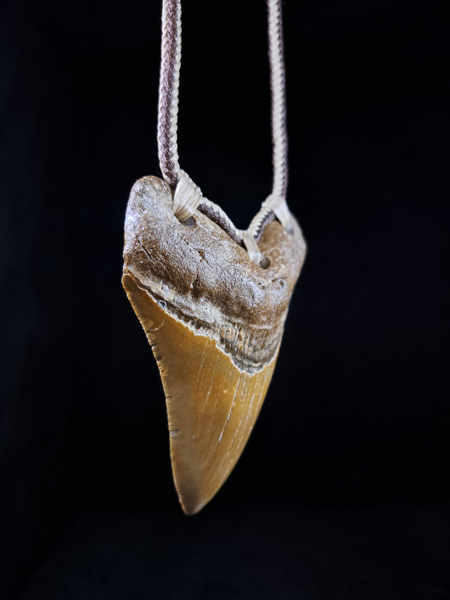 Megalodon Tooth Fossil - Lrg