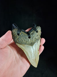 Megalodon Tooth Fossil - XL