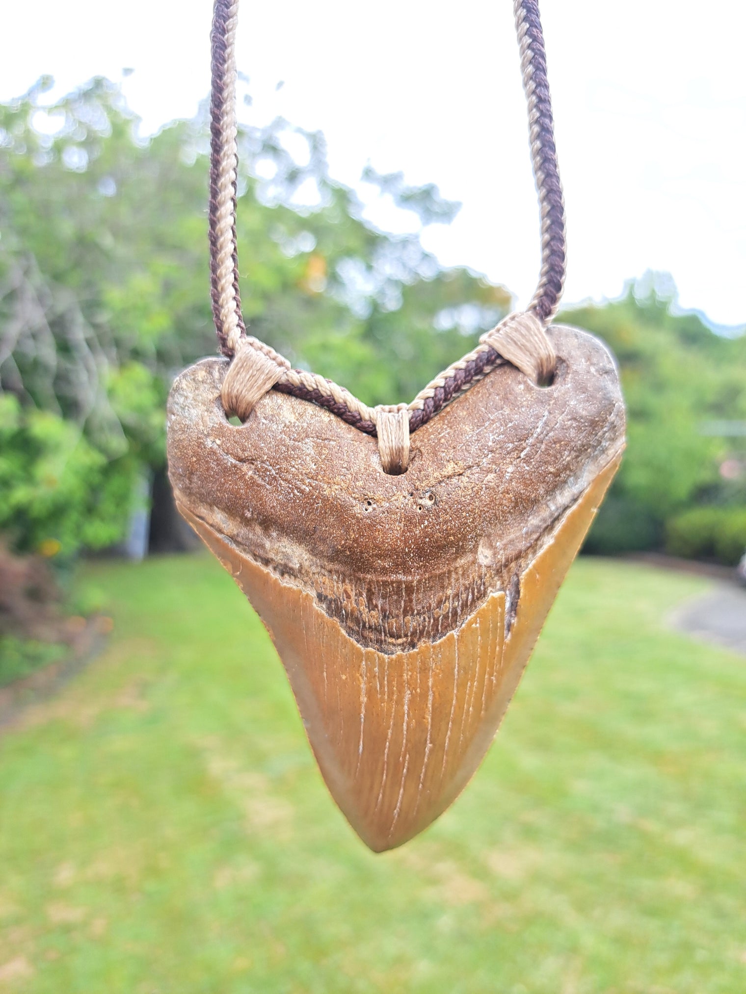 Megalodon Tooth Fossil - Lrg