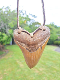 Megalodon Tooth Fossil - Lrg