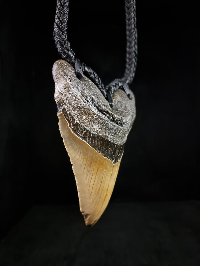 Megalodon Tooth Fossil - XL