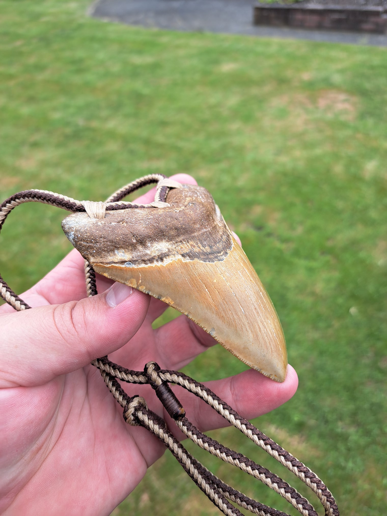 Megalodon Tooth Fossil - Lrg