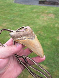 Megalodon Tooth Fossil - Lrg