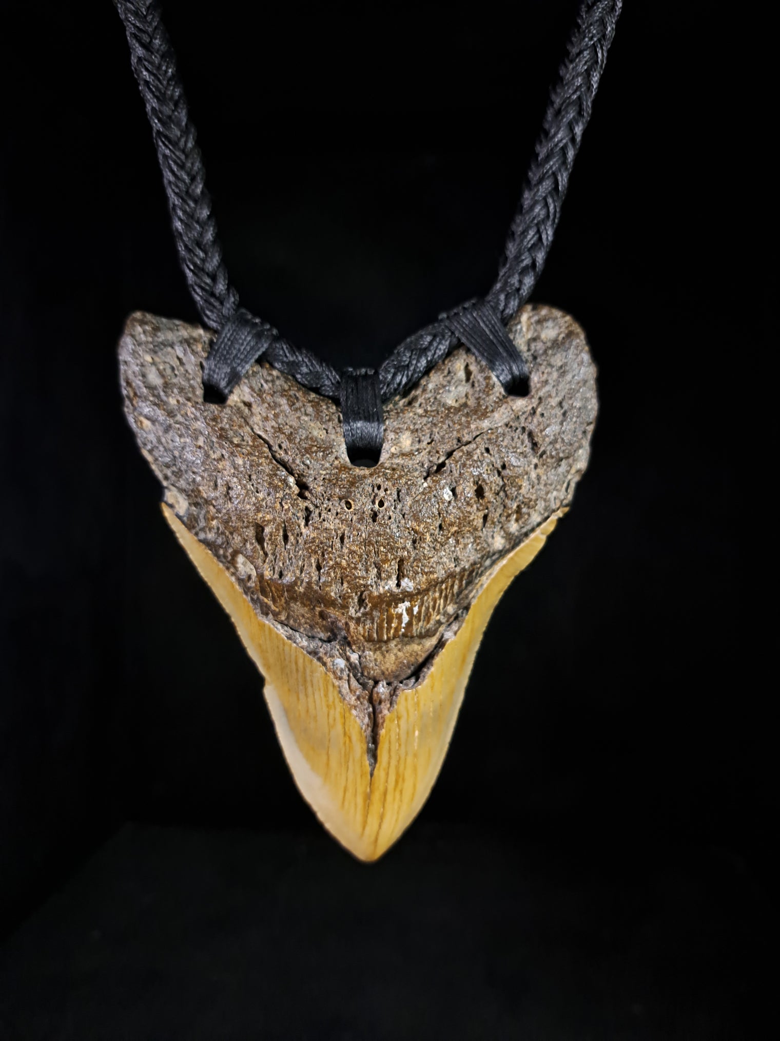 Megalodon Tooth Fossil - XL
