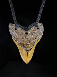 Megalodon Tooth Fossil - XL
