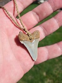 Megalodon Tooth Fossil - Sml