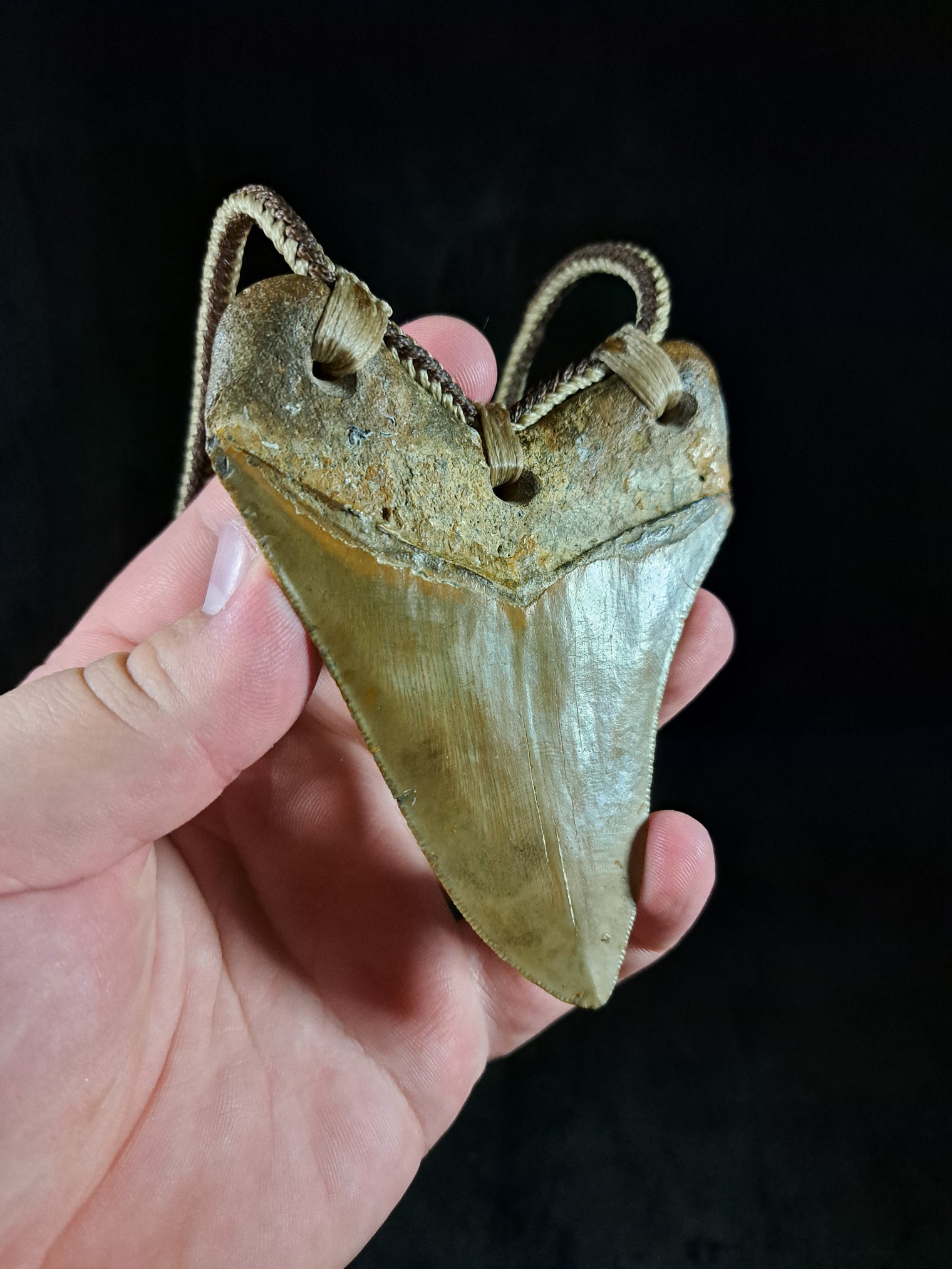 Megalodon Tooth Fossil - Lrg