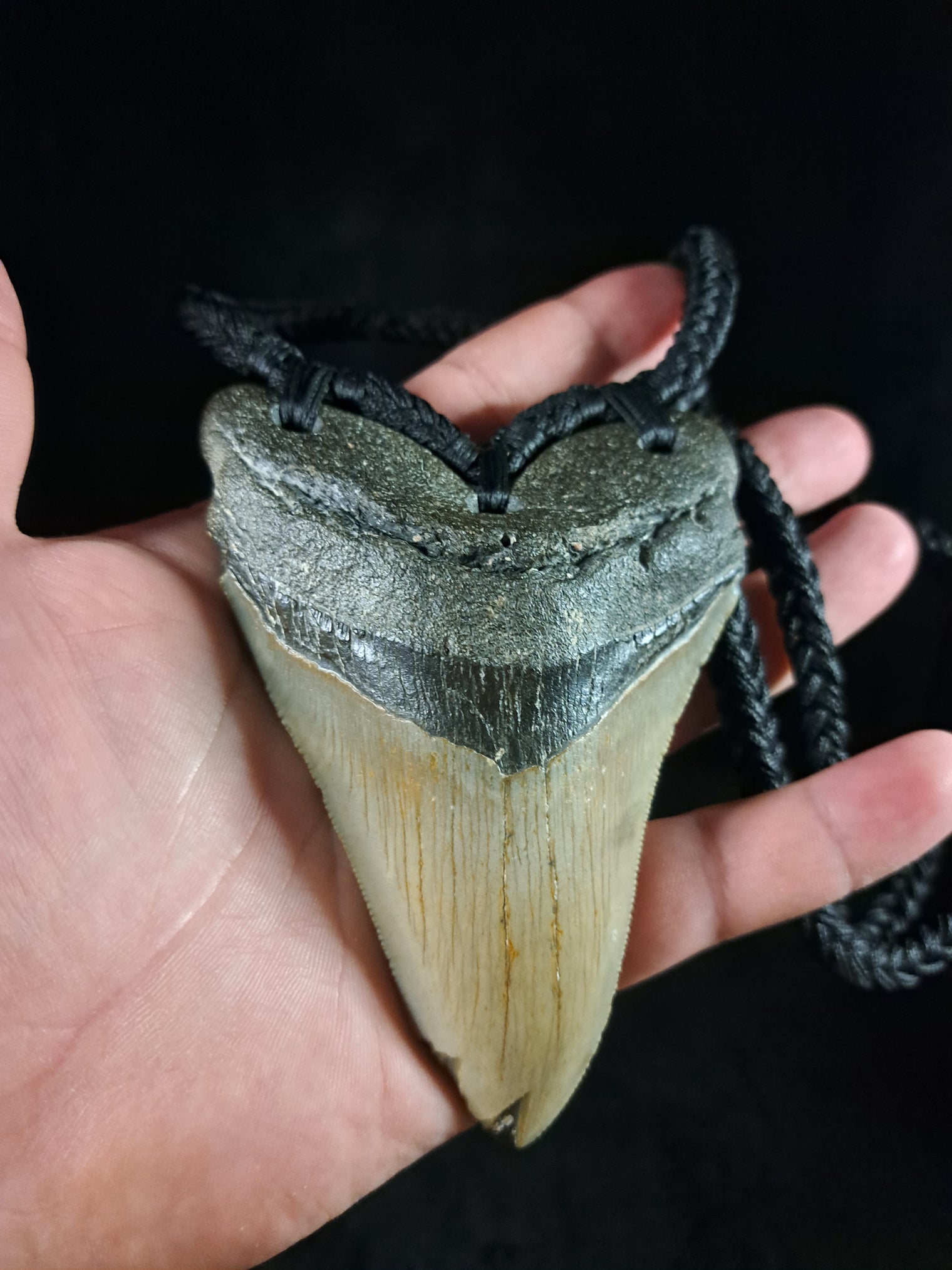 Megalodon Tooth Fossil - XL