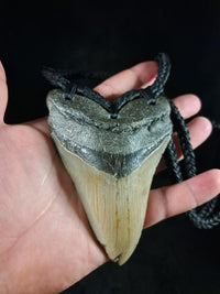 Megalodon Tooth Fossil - XL